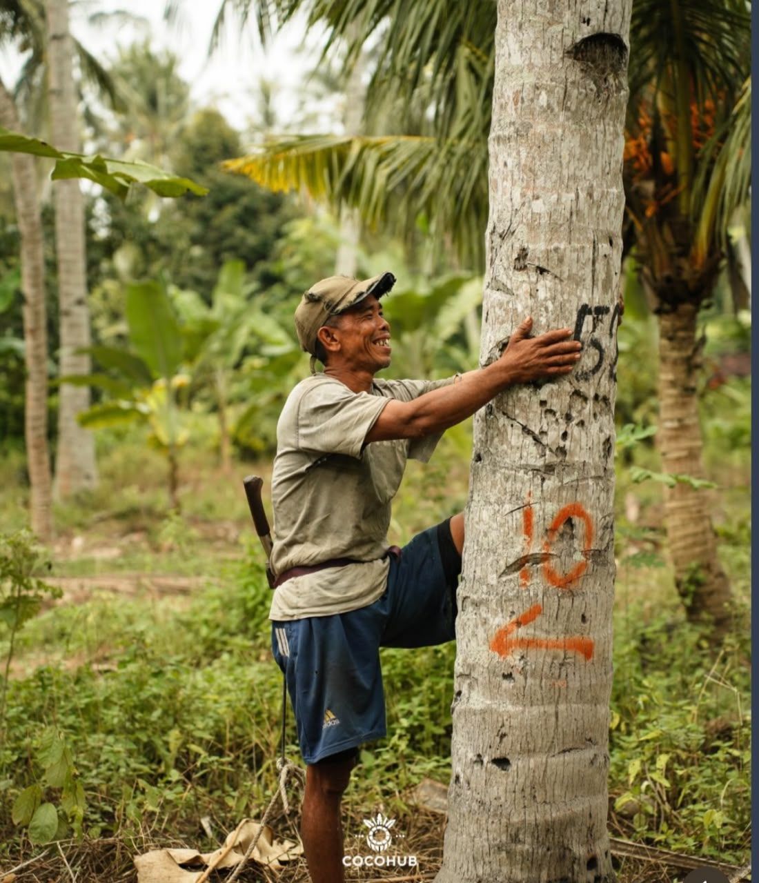 A worker climbing a coconut palm to harvest